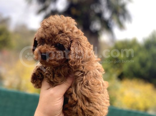 Toy Poddle In En Güzelleri̇ görsel