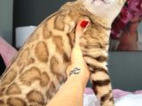 Bengal Mink Erkek 6 Aylık