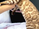 Bengal mink Erkek 6 aylık