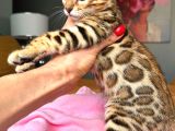 Bengal Brown Show class Dişi