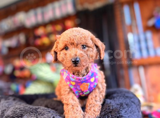 Irk Güzeli̇ Toy Poodle Bebeklere Bakin görsel
