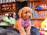 Irk Güzeli̇ Toy Poodle Bebeklere Bakin