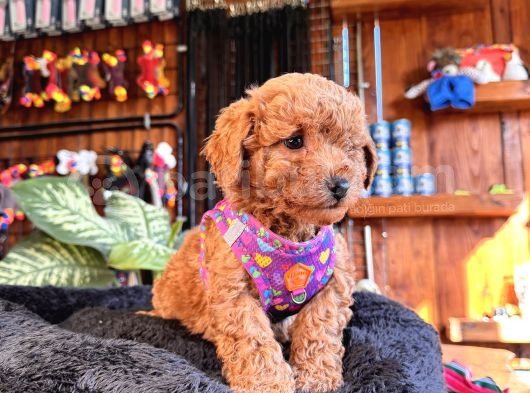 Irk Güzeli̇ Toy Poodle Bebeklere Bakin görsel