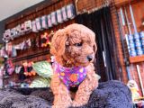 IRK GÜZELİ TOY POODLE BEBEKLERE BAKIN