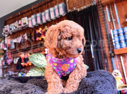 Irk Güzeli̇ Toy Poodle Bebeklere Bakin