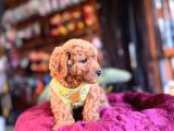 Irk Güzeli̇ Toy Poodle Bebeklere Bakin