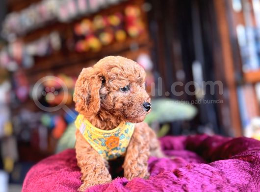 Irk Güzeli̇ Toy Poodle Bebeklere Bakin görsel