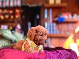 Irk Güzeli̇ Toy Poodle Bebeklere Bakin