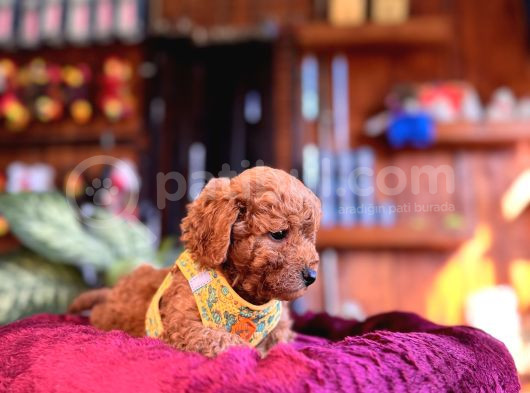 Irk Güzeli̇ Toy Poodle Bebeklere Bakin görsel
