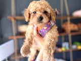 Irk Güzeli̇ Toy Poodle Bebeklere Bakin