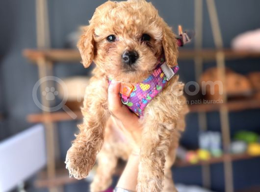 Irk Güzeli̇ Toy Poodle Bebeklere Bakin görsel