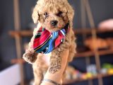 Irk Güzeli̇ Toy Poodle Bebeklere Bakin