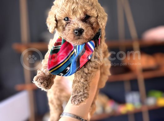 Irk Güzeli̇ Toy Poodle Bebeklere Bakin görsel