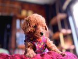 Irk Güzeli̇ Toy Poodle Bebeklere Bakin