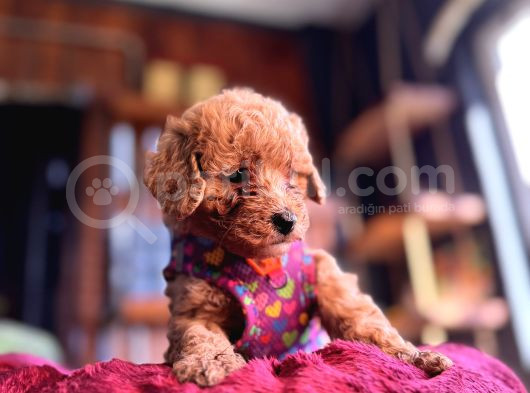 Irk Güzeli̇ Toy Poodle Bebeklere Bakin görsel