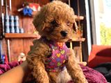 Irk Güzeli̇ Toy Poodle Bebeklere Bakin