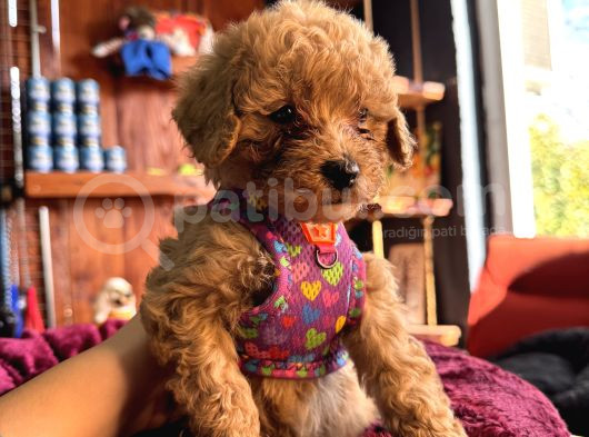 Irk Güzeli̇ Toy Poodle Bebeklere Bakin görsel