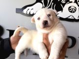 Muhteşem Husky Bebeklere Bakin
