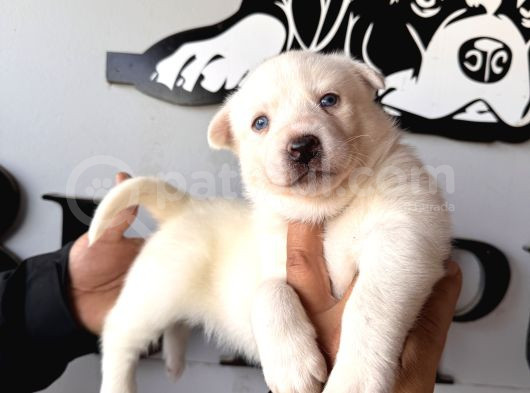 Muhteşem Husky Bebeklere Bakin görsel
