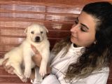 Muhteşem Husky Bebeklere Bakin