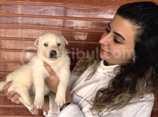 Muhteşem Husky Bebeklere Bakin görsel