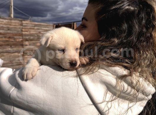 Muhteşem Husky Bebeklere Bakin görsel