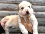 Muhteşem Husky Bebeklere Bakin