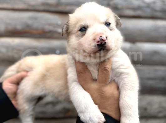 Muhteşem Husky Bebeklere Bakin görsel