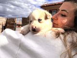 Muhteşem Husky Bebeklere Bakin