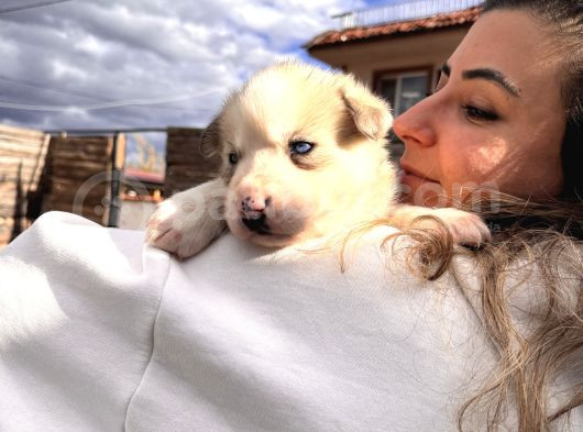 Muhteşem Husky Bebeklere Bakin görsel