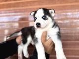 Muhteşem Husky Bebeklere Bakin