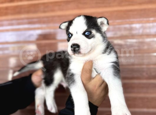 Muhteşem Husky Bebeklere Bakin görsel