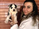 Muhteşem Husky Bebeklere Bakin