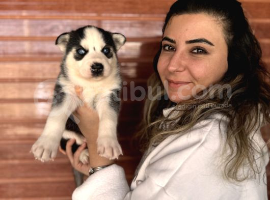 Muhteşem Husky Bebeklere Bakin görsel