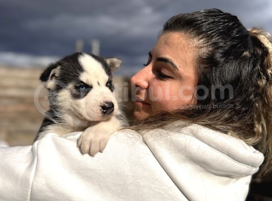 Muhteşem Husky Bebeklere Bakin