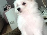 Oyuncu Maltese yavrum