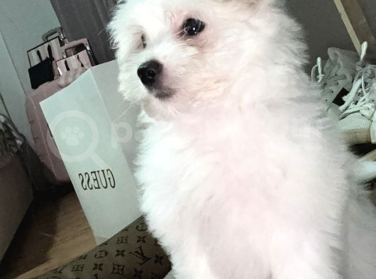 Oyuncu Maltese Yavrum