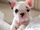 French Buldogg Bebekleri̇mi̇z Tesli̇me Hazi̇r