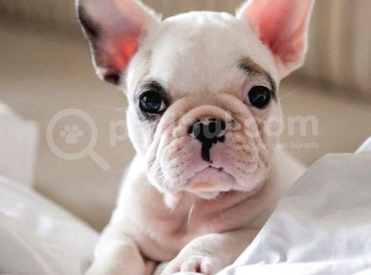 French Buldogg Bebekleri̇mi̇z Tesli̇me Hazi̇r görsel