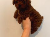 safkan Toy poodle kore yavrular