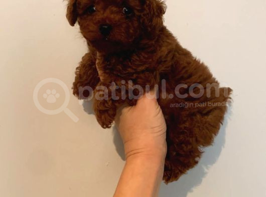 Safkan Toy Poodle Kore Yavrular