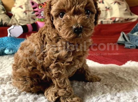 Tooy Poodle Cinsi Yavrular Dişi Erkek Mevcuttur görsel