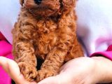 Secereli̇ Toy Poodle Yavrular
