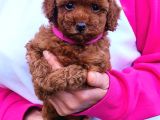 Secereli̇ Toy Poodle Yavrular