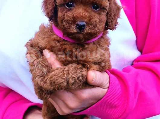 Secereli̇ Toy Poodle Yavrular görsel