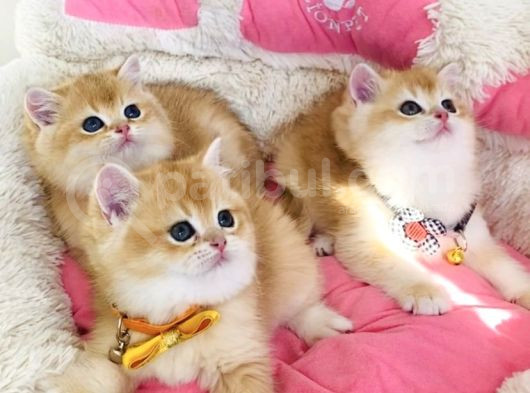 A Class Scr Li Ebeveynden Golden Ny12 Brıtısh Shorthair görsel