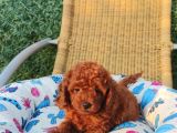 Son Iki Toy Poodle Bebek