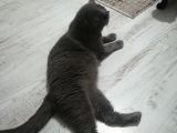 Mia Yeni̇ Sahibini  Ariyor