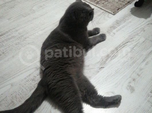 Mia Yeni̇ Sahibini  Ariyor görsel