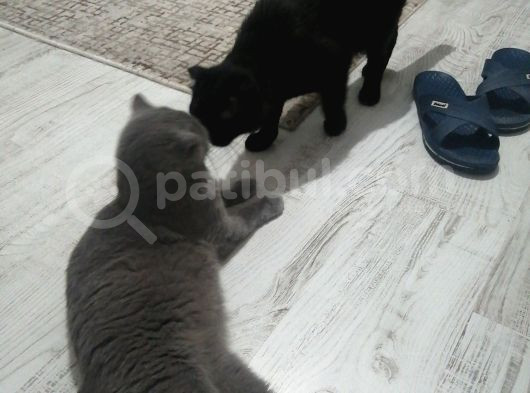Mia Yeni̇ Sahibini  Ariyor görsel